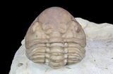 Detailed, Enrolled Lochovella (Reedops) Trilobite - Oklahoma #77995-2